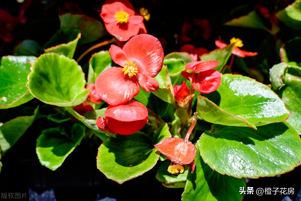 養活辦公室綠植好有哪些品種_辦公室養綠植多好嗎_辦公室好養活的綠植有哪些