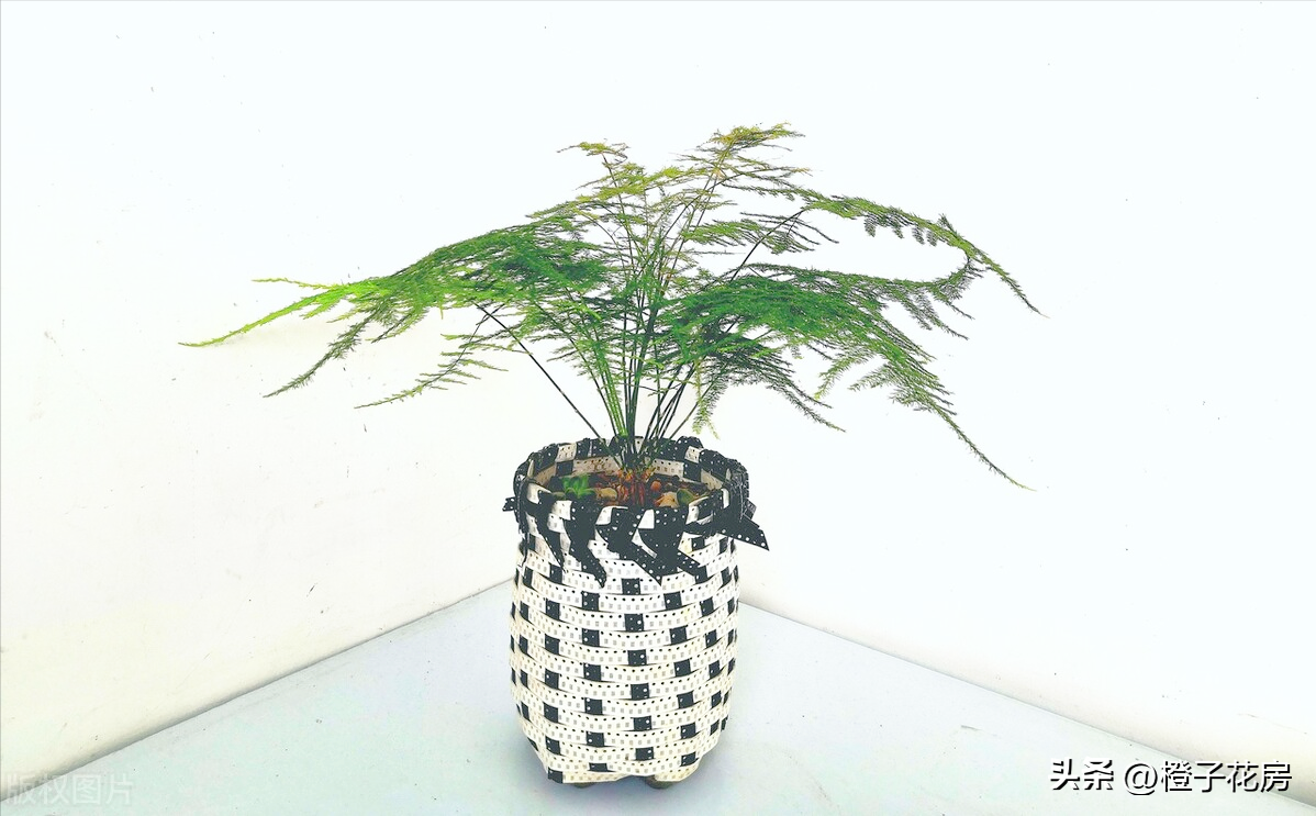 養活辦公室綠植好有哪些品種_辦公室養綠植多好嗎_辦公室好養活的綠植有哪些