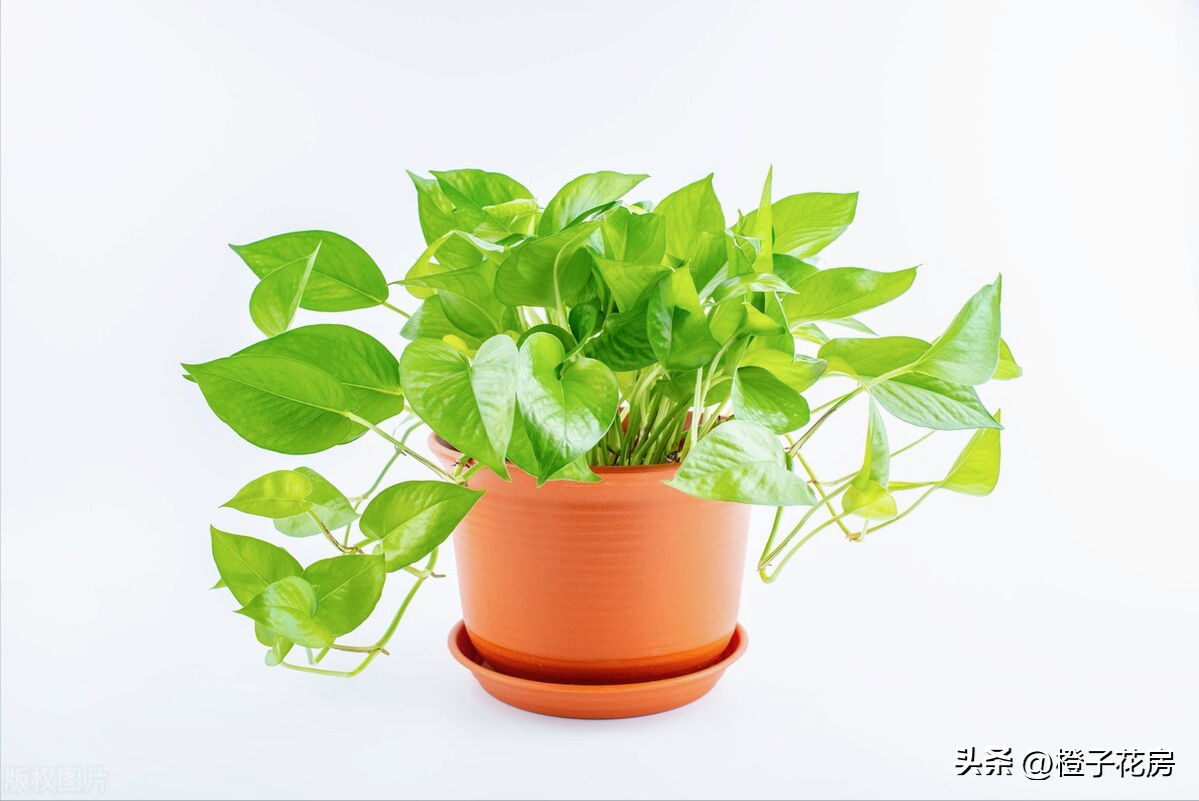 辦公室好養活的綠植有哪些_養活辦公室綠植好有哪些品種_辦公室養綠植多好嗎