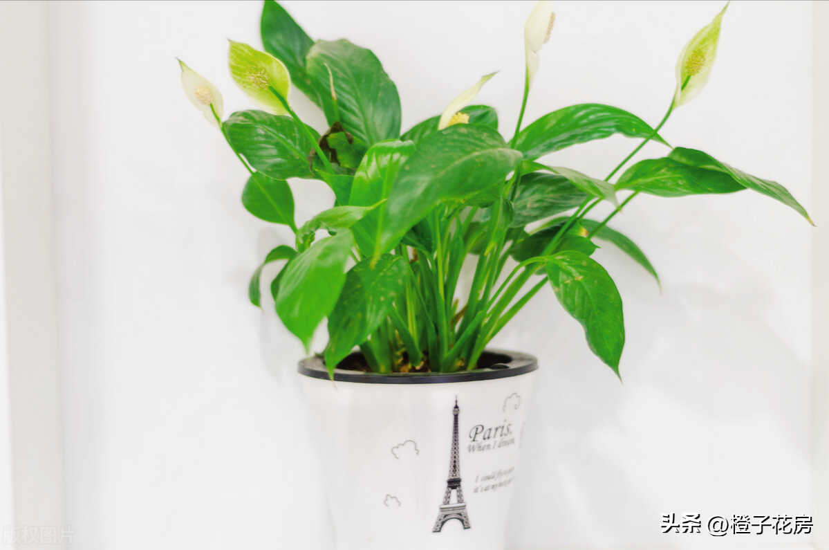 辦公室養綠植多好嗎_養活辦公室綠植好有哪些品種_辦公室好養活的綠植有哪些