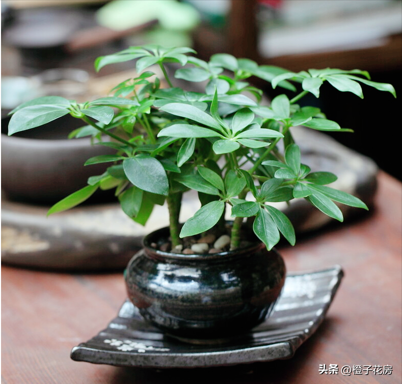 辦公室好養活的綠植有哪些_養活辦公室綠植好有哪些品種_辦公室養綠植多好嗎