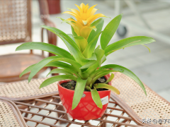 辦公室適合養哪些花？推薦這10種植物，四季常綠且易養護