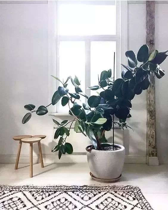 家里適合養的綠植_養綠植適合家里養嗎_家里綠植應該養什么樹