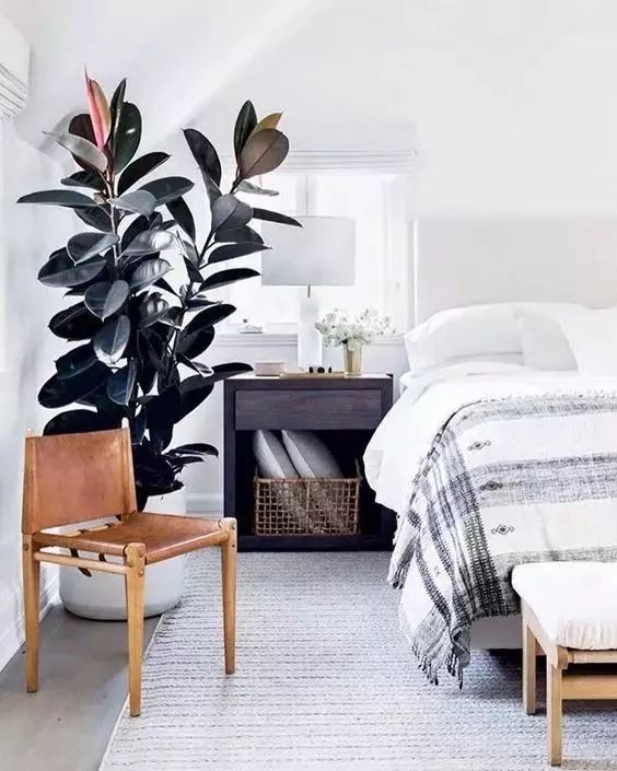 養綠植適合家里養嗎_家里綠植應該養什么樹_家里適合養的綠植