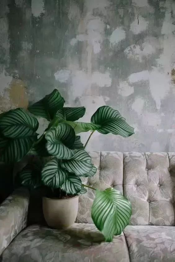 家里綠植應該養什么樹_家里適合養的綠植_養綠植適合家里養嗎