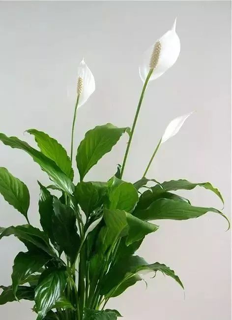 養綠植適合家里養嗎_家里綠植應該養什么樹_家里適合養的綠植