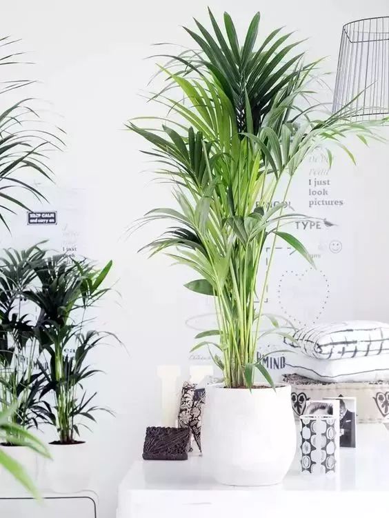 家里綠植應該養什么樹_養綠植適合家里養嗎_家里適合養的綠植