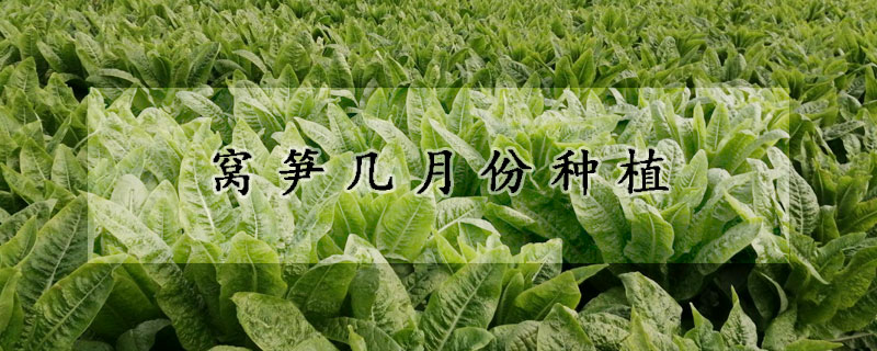 萵筍種植時(shí)間和方法_家庭種植萵筍方法如下_如何種植萵筍長勢好