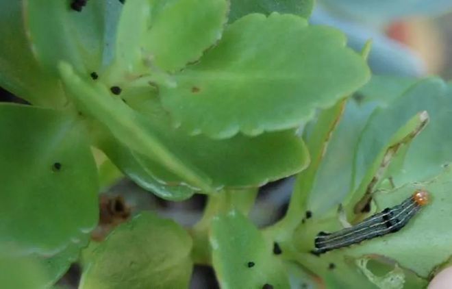 多肉花有白色的蟲子怎么辦_多肉植物白蟲子_多肉植物白色蟲卵