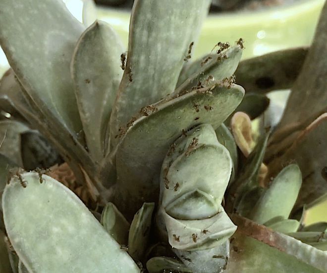 多肉植物白蟲子_多肉植物白色蟲卵_多肉花有白色的蟲子怎么辦