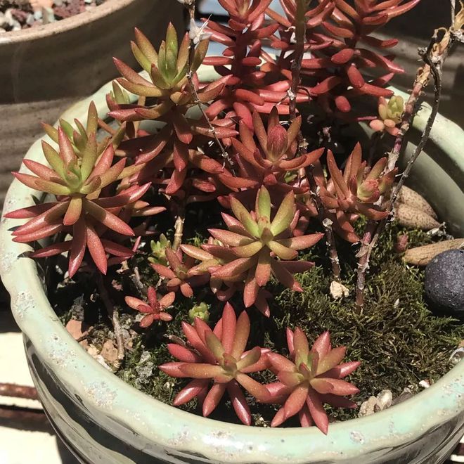 多肉花有白色的蟲子怎么辦_多肉植物白蟲子_多肉植物白色蟲卵