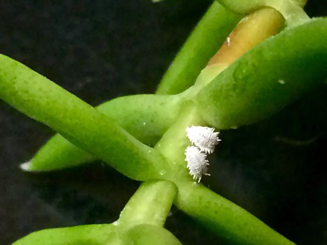 多肉花有白色的蟲子怎么辦_多肉植物白色蟲卵_多肉植物白蟲子