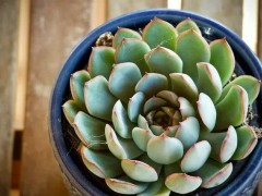 又到了多肉橫尸遍野的夏天，該怎么辦？看這里就夠了！