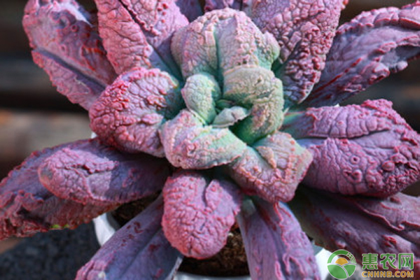 奇趣多肉植物_有趣的多肉植物_搜索植物多肉