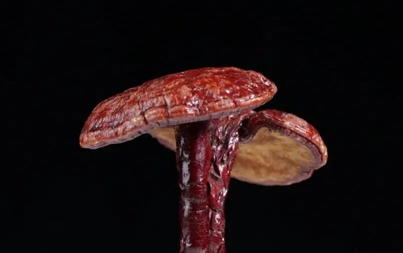 藥材貴嗎_貴的藥材_藥材貴與便宜的區別