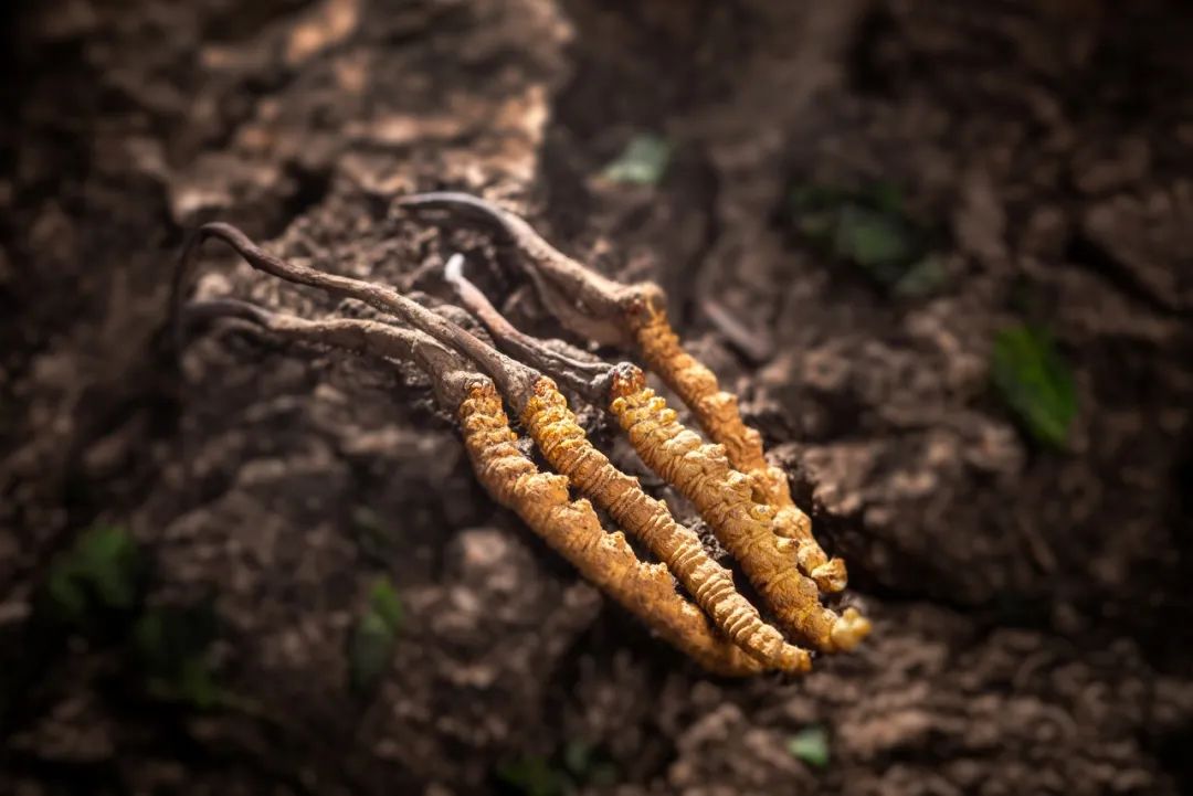 藥材貴嗎_藥材貴與便宜的區別_貴的藥材