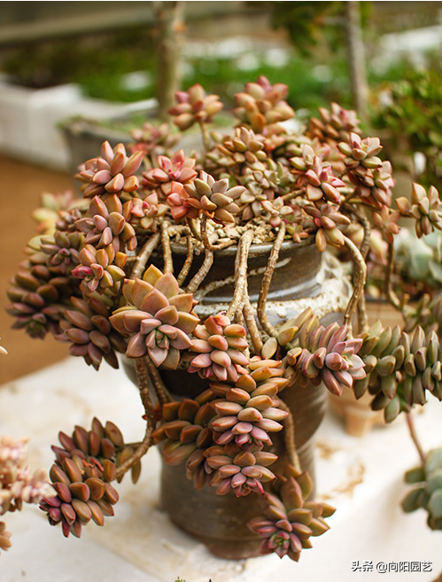 花型多肉_多肉花樣子介紹_多肉花植物樣品