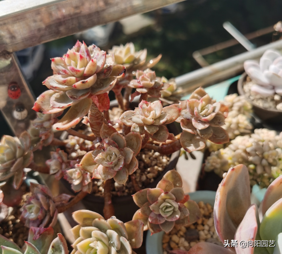 多肉花樣子介紹_多肉花植物樣品_花型多肉