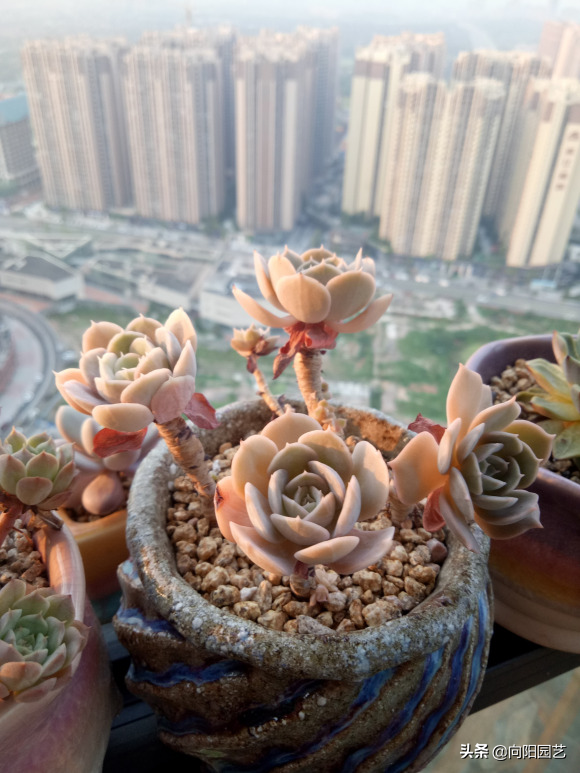 花型多肉_多肉花植物樣品_多肉花樣子介紹