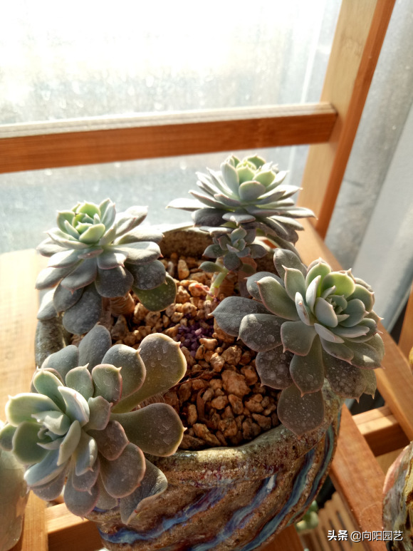 花型多肉_多肉花植物樣品_多肉花樣子介紹