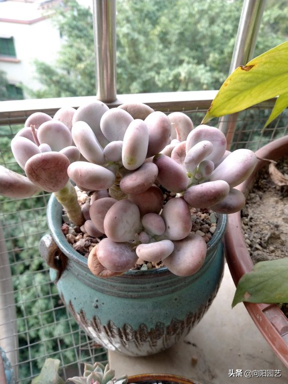 花型多肉_多肉花樣子介紹_多肉花植物樣品