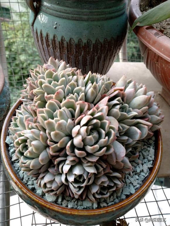 花型多肉_多肉花樣子介紹_多肉花植物樣品