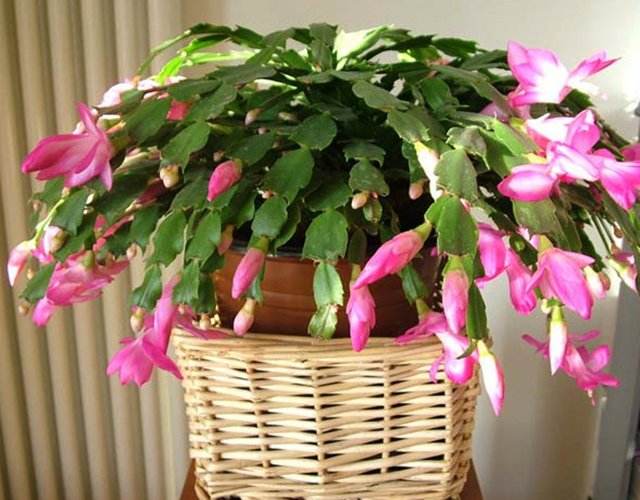 適合室內種植的大型綠植_室內種植大型綠植適合什么土壤_室內種植大型綠植適合什么花盆