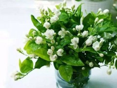 幾種適合辦公室租擺的開花植物（二）