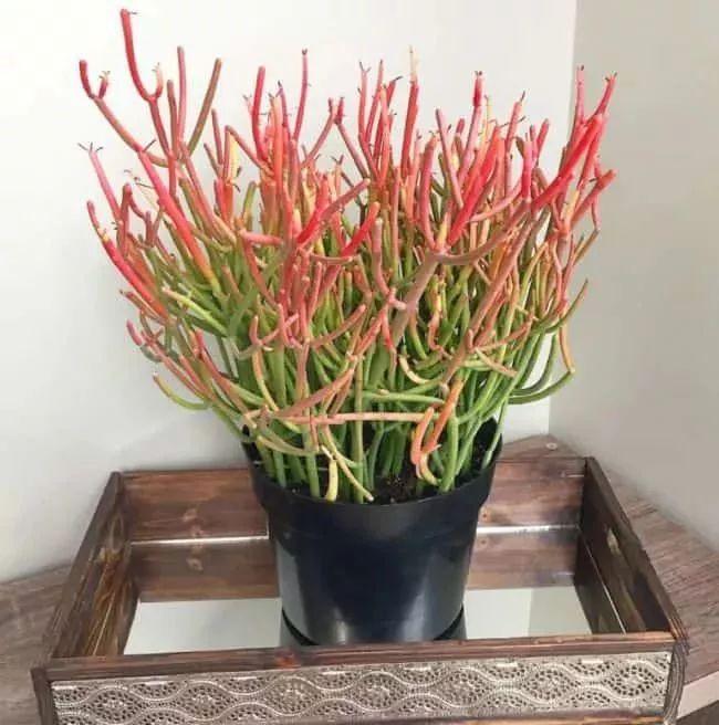 盆栽植物多肉怎么養_植物盆栽多肉_盆栽植物多肉植物