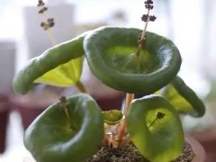 10種長相很怪異的盆栽植物，都很適合養在花盆里