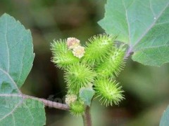 蒼耳靠什么傳播種子 蒼耳有毒但藥效非常好