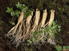 種植什么藥材最賺錢？這幾種藥材種植前景可觀