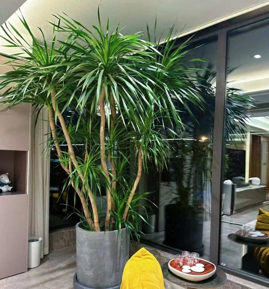 天堂室內(nèi)鳥綠植適合陽臺養(yǎng)嗎_天堂鳥綠植適合室內(nèi)嗎_室內(nèi)天堂鳥植物有毒嗎