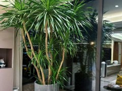 室內種上一盆豪華大綠植，我擁有了“氧氣感”十足的家