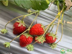 水蜜桃種植成本多少一畝？