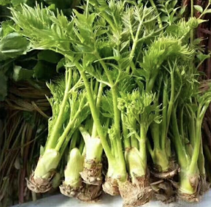 刺老芽移栽_刺老芽種植栽培技術_刺老芽栽培技術視頻