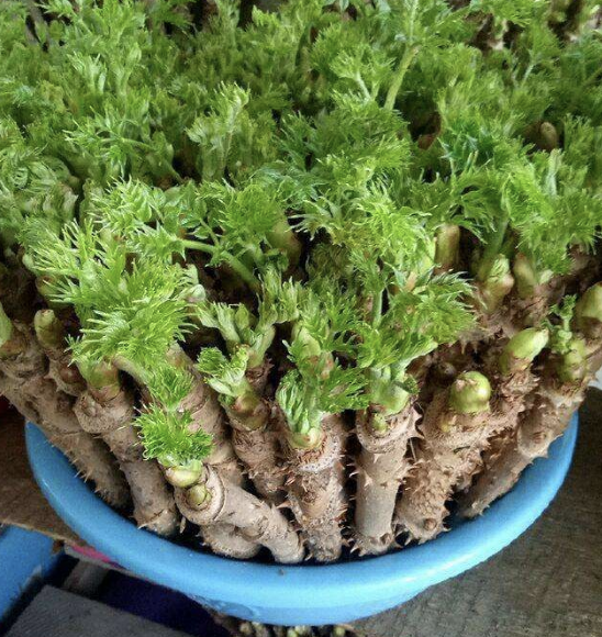 刺老芽種植栽培技術_刺老芽移栽_刺老芽栽培技術視頻