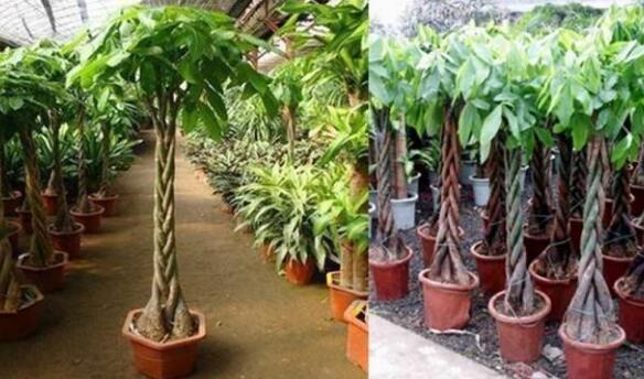 擺室內(nèi)綠植好不好呢_室內(nèi)擺綠植的好處_室內(nèi)擺什么綠植好