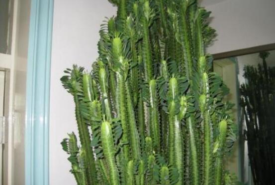 擺室內(nèi)綠植好不好呢_室內(nèi)擺什么綠植好_室內(nèi)擺綠植的好處