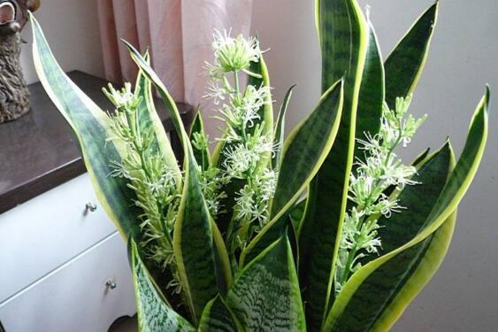 室內(nèi)擺綠植的好處_室內(nèi)擺什么綠植好_擺室內(nèi)綠植好不好呢