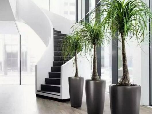 室內(nèi)擺什么綠植好_室內(nèi)擺綠植的好處_擺室內(nèi)綠植好不好呢