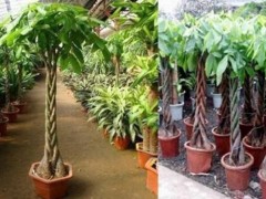 客廳適合放什么大盆栽，盤點10種適合放客廳的大盆綠植