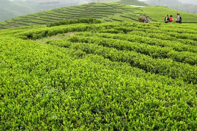 中藥白牡丹的別名_白牡丹藥材_白牡丹藥用價值