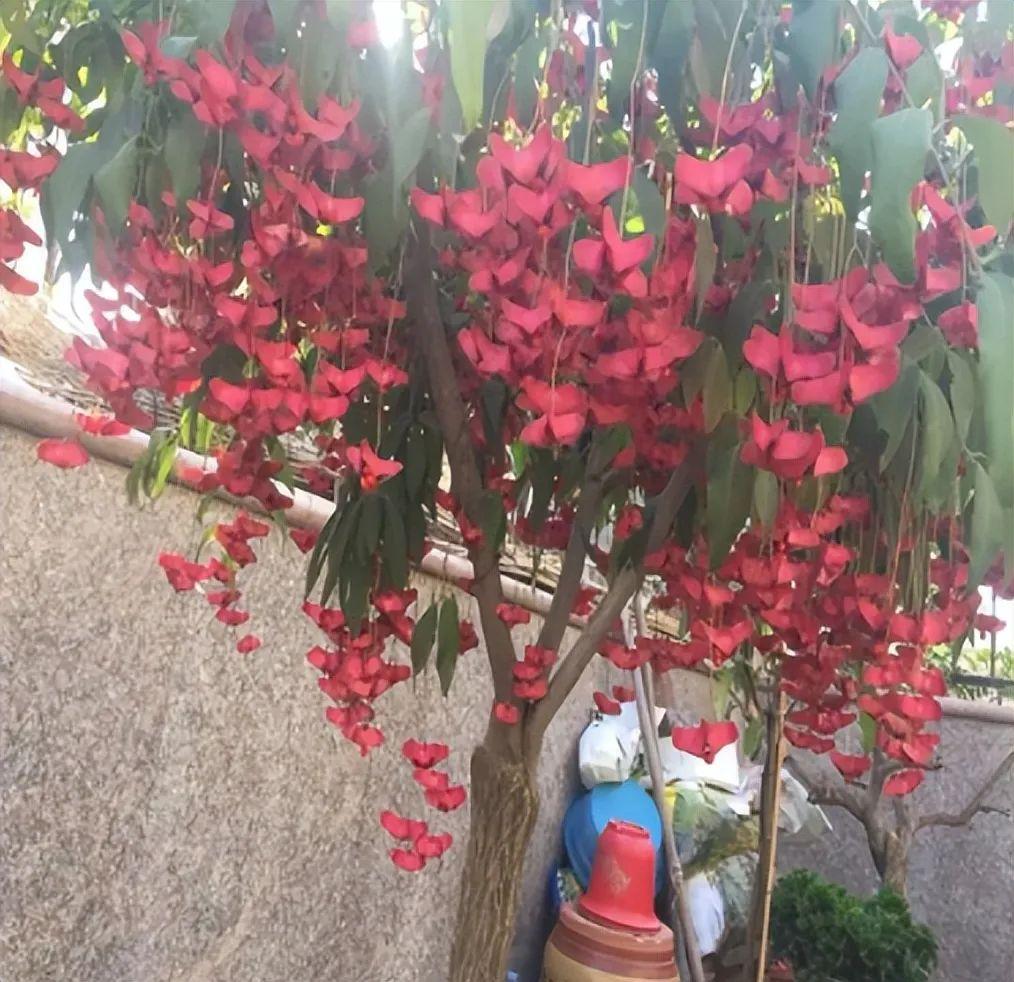 北方冬天適合養什么綠植_北方冬天適合養的植物_北方冬天適合養的綠植