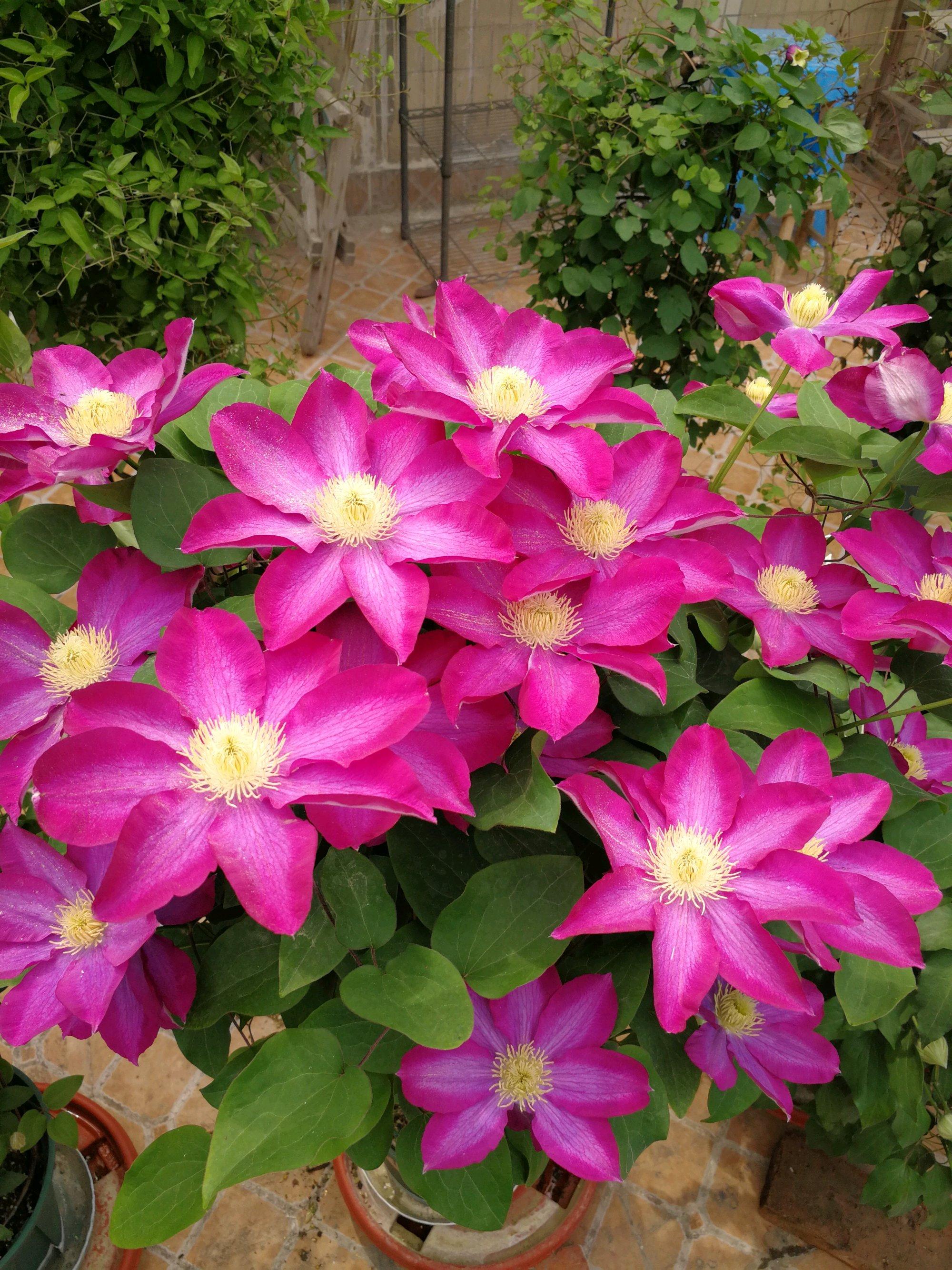 北方冬天適合養什么綠植_北方冬天適合養的綠植_北方冬天適合養的植物