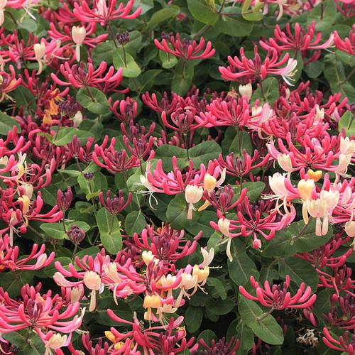 北方冬天適合養的綠植_北方冬天適合養什么綠植_北方冬天適合養的植物