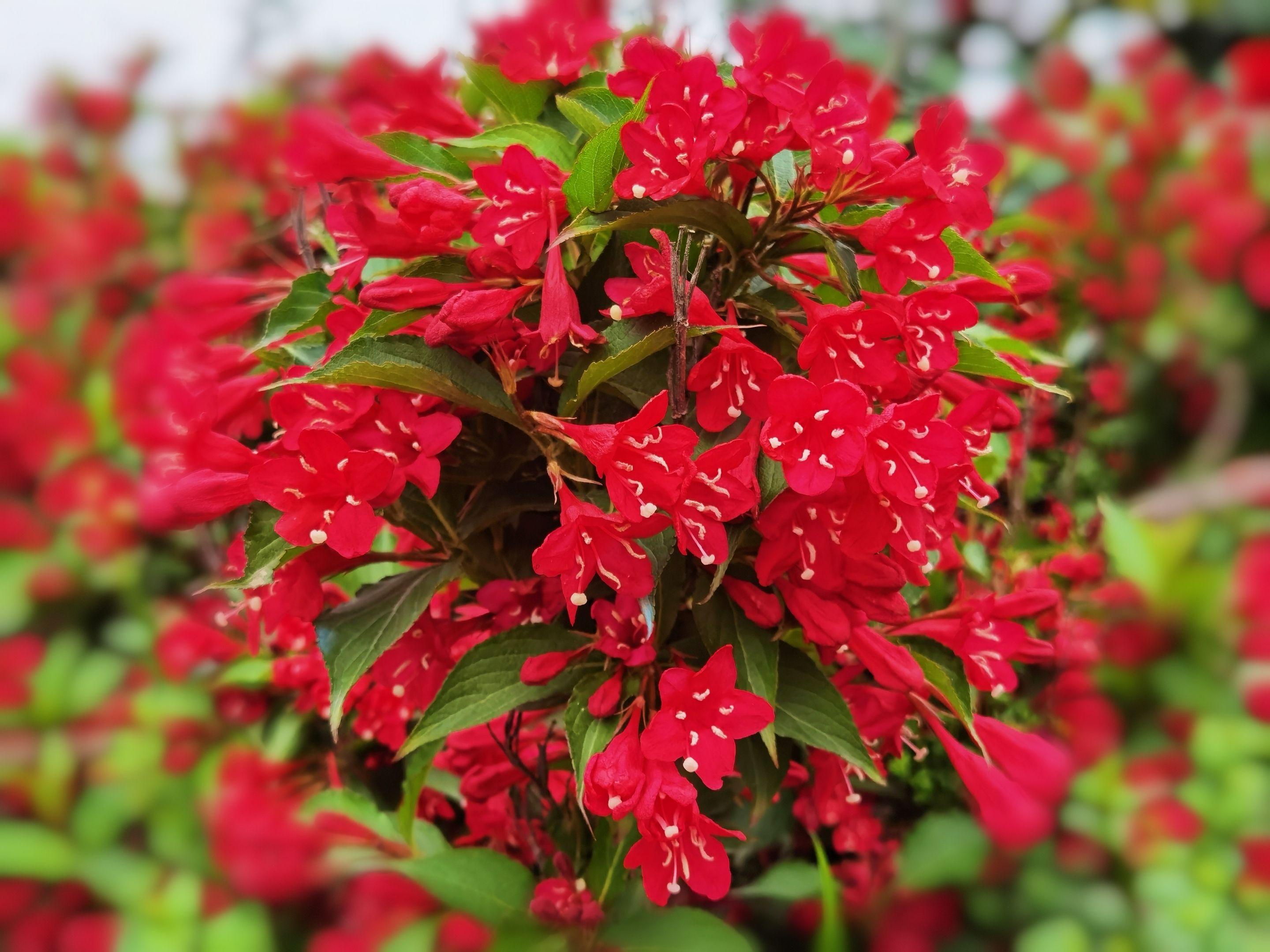 北方冬天適合養的植物_北方冬天適合養的綠植_北方冬天適合養什么綠植