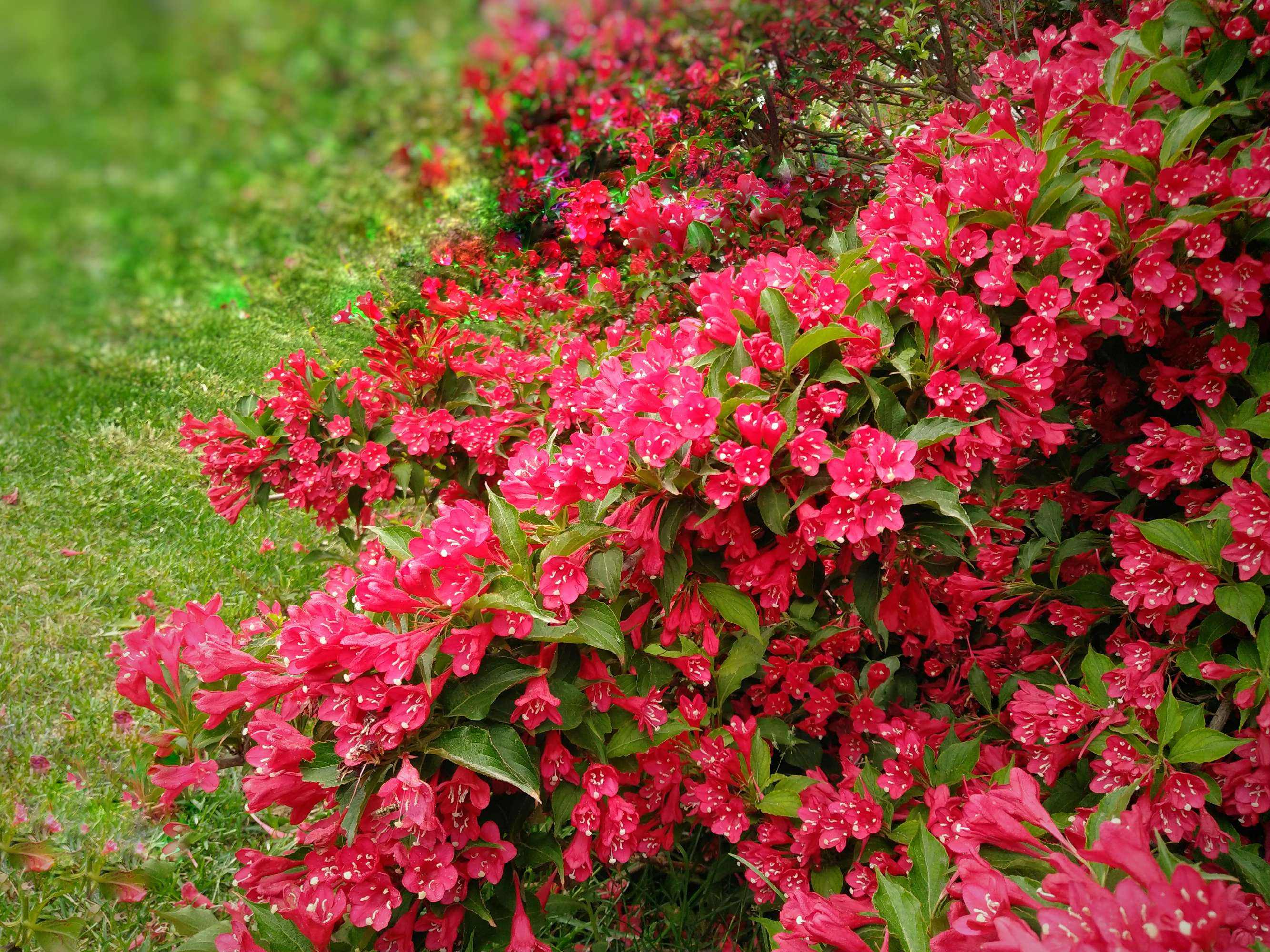 北方冬天適合養什么綠植_北方冬天適合養的綠植_北方冬天適合養的植物
