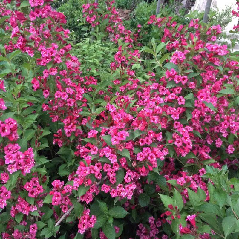 北方冬天適合養的綠植_北方冬天適合養什么綠植_北方冬天適合養的植物