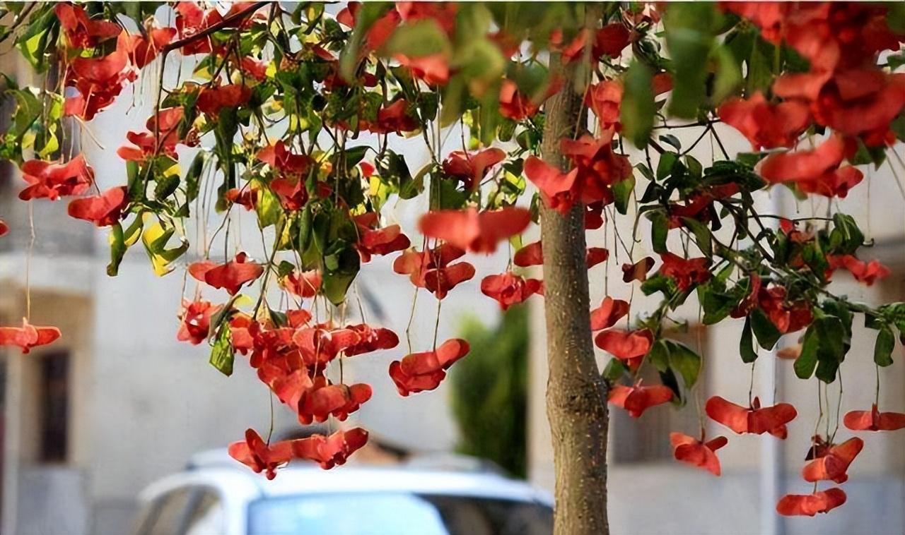 北方冬天適合養的植物_北方冬天適合養的綠植_北方冬天適合養什么綠植